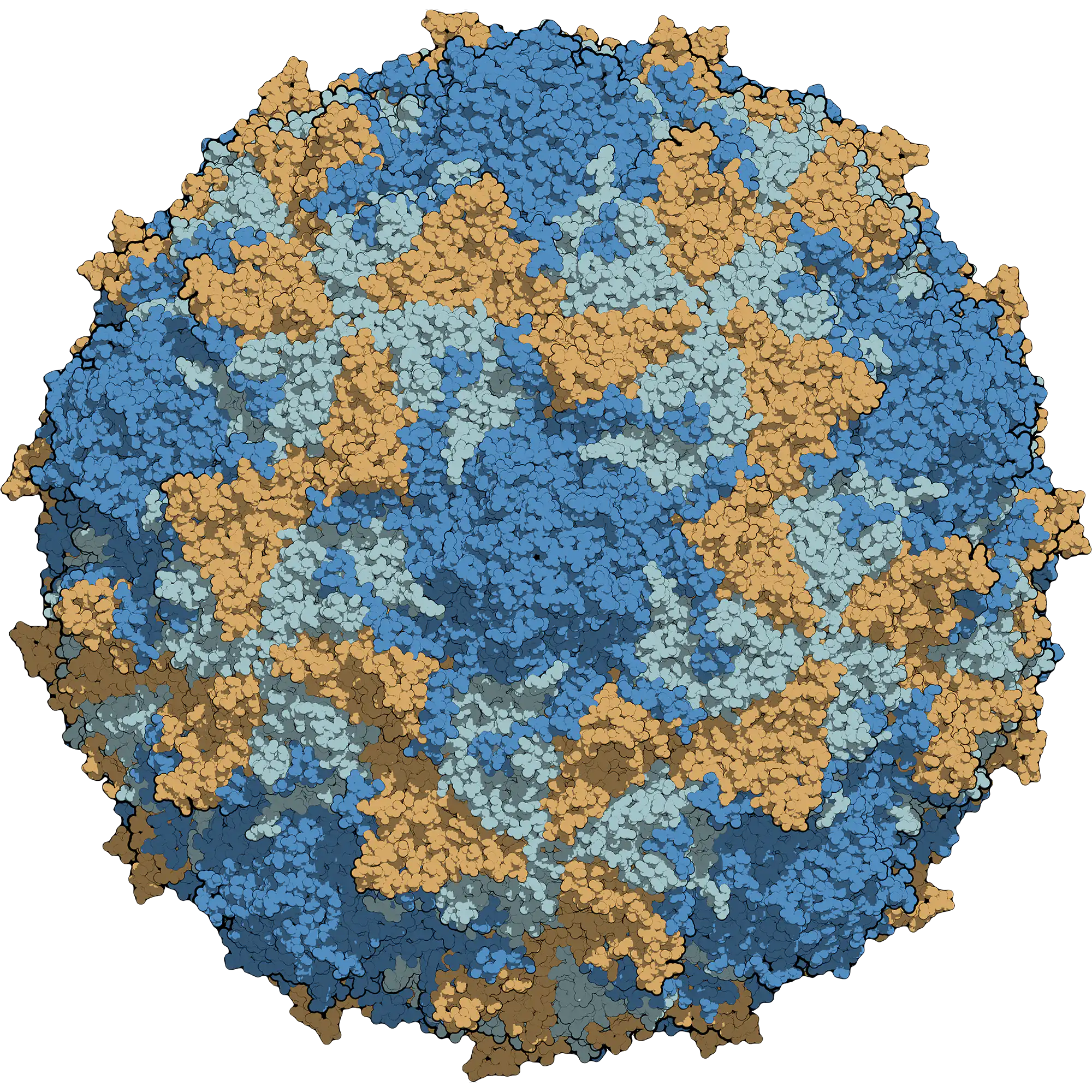 Poliovirus