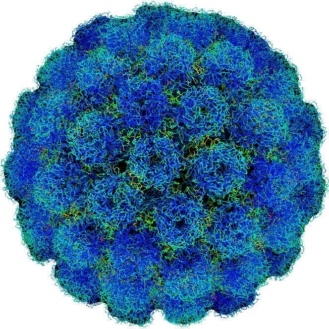 Simian Virus